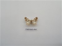 藏品(尺蛾141)的圖片